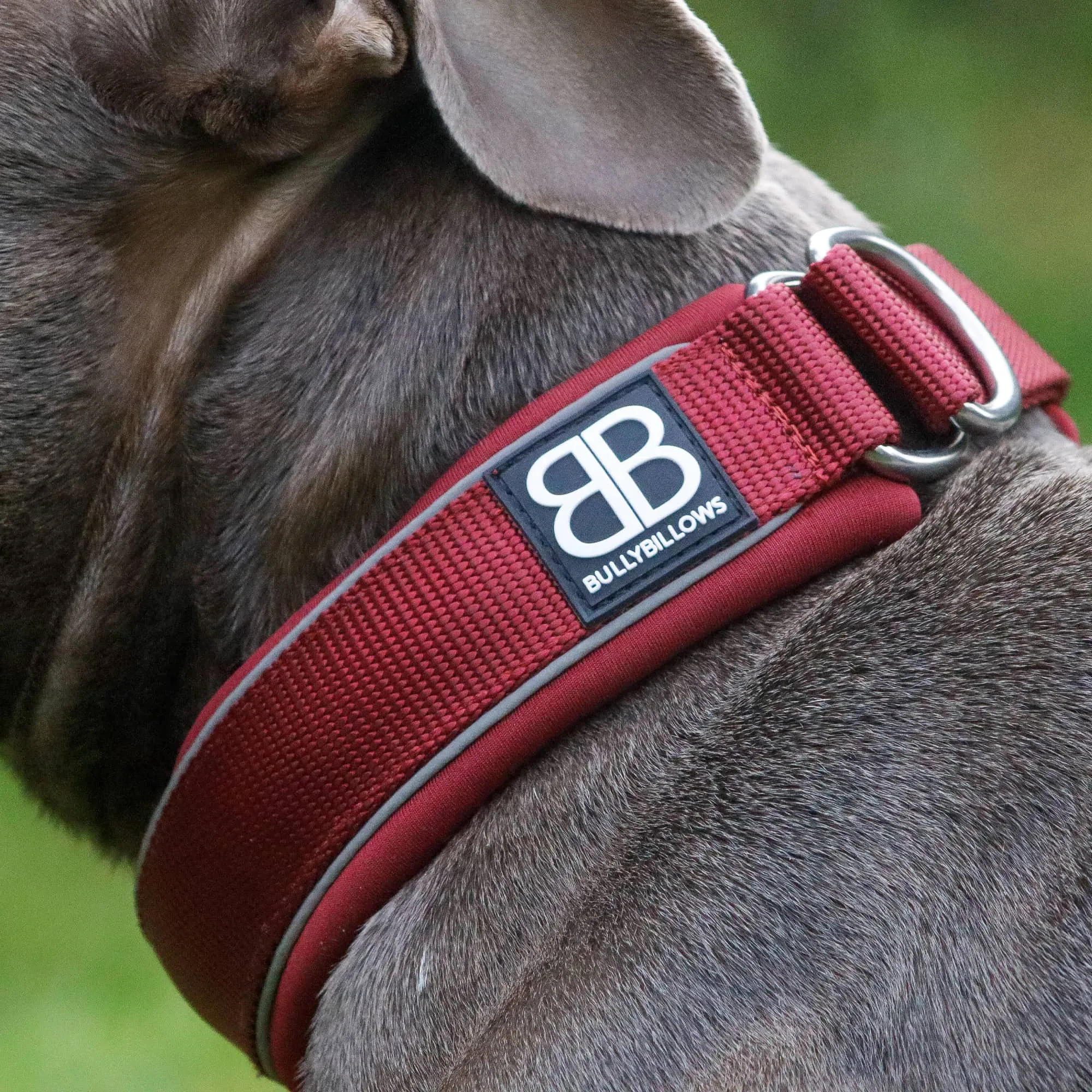 4cm Slip on Collar | Foam Padded - Light Blue x Orange