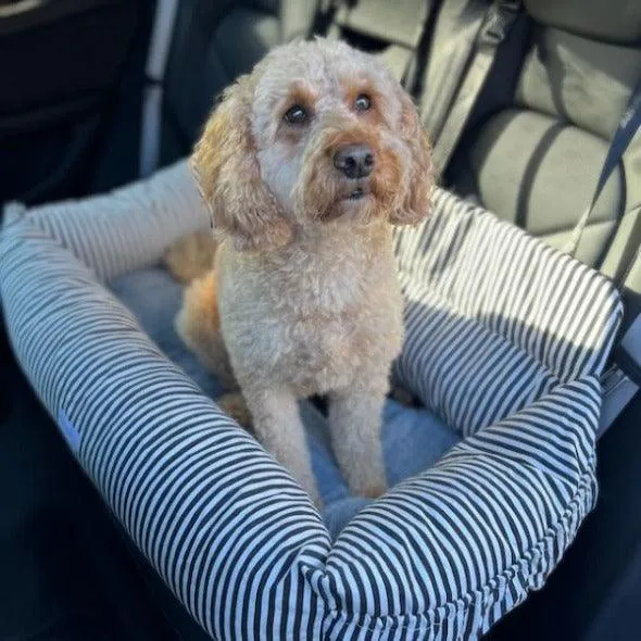 Julibee's Plush Luxury Dog Car Seat | Stripe